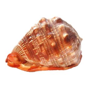Natural Super Large Wanbao Snail French Snail Large Conch Landscaping (Option: Conch-14to15cm)